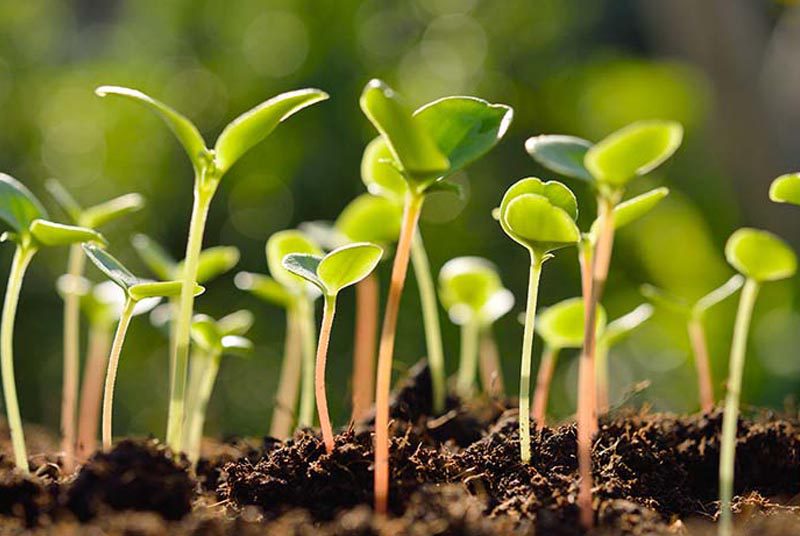 Análisis_para_la_Agricultura_Medio_Ambient